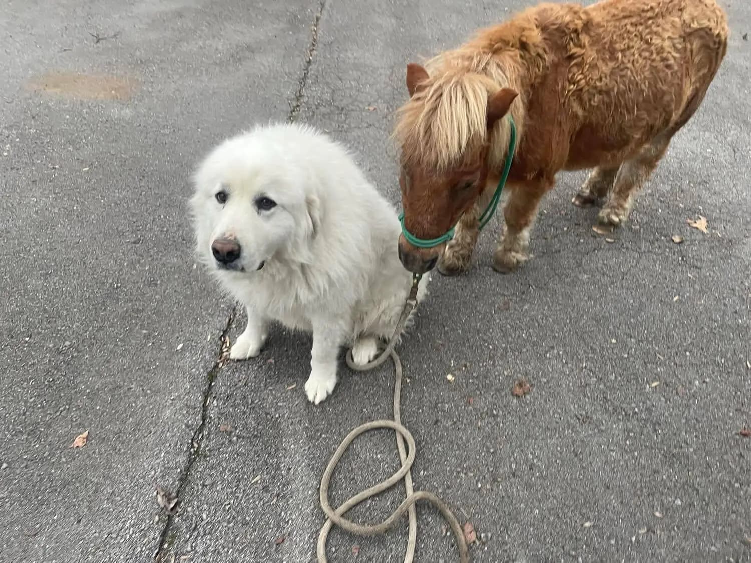 Henry the Great Pyrenees and Buster Brown the mini horse together